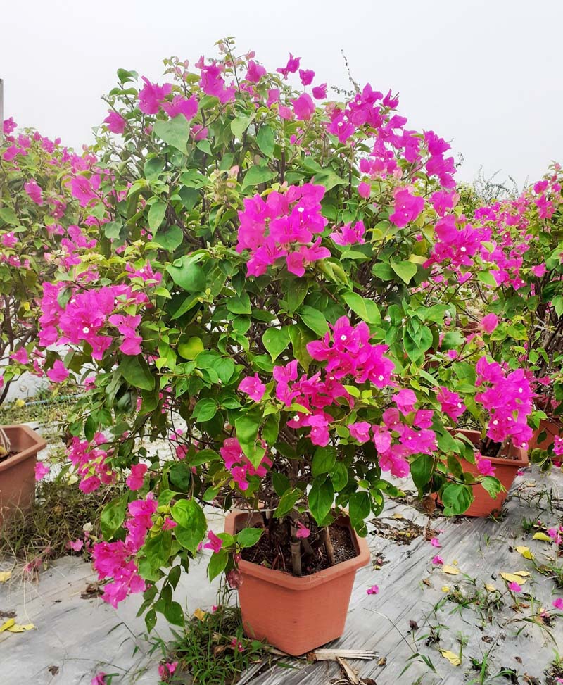 Cây hoa giấy hồng tím đang nở rực
