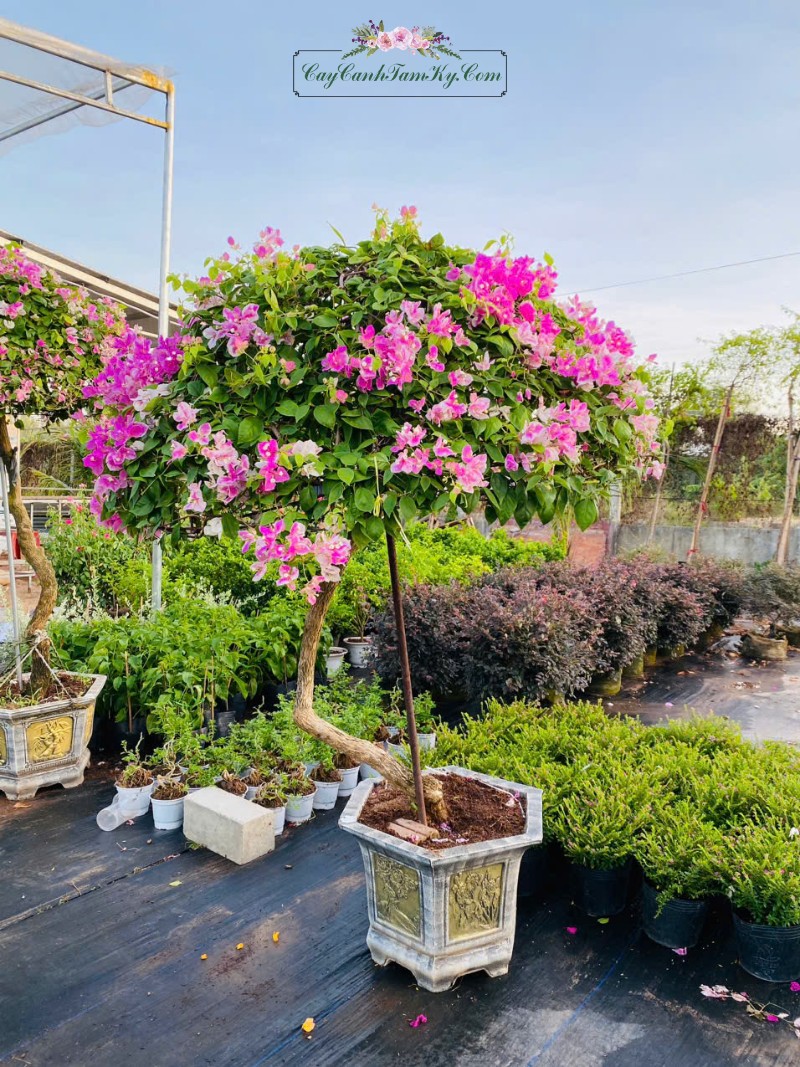 Hoa giấy hồng nở trên tán rộng