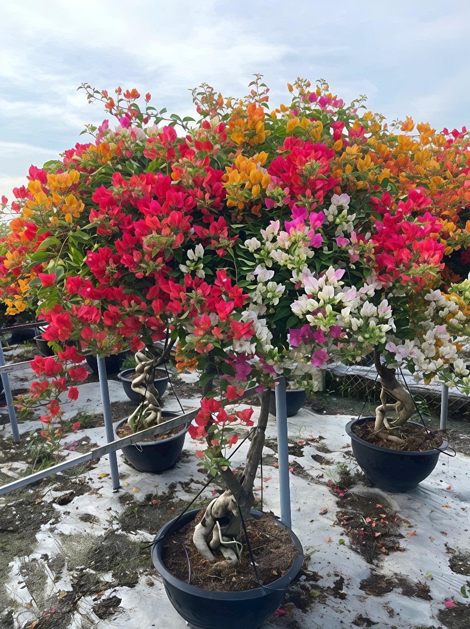 Cây hoa giấy tại nhà vườn