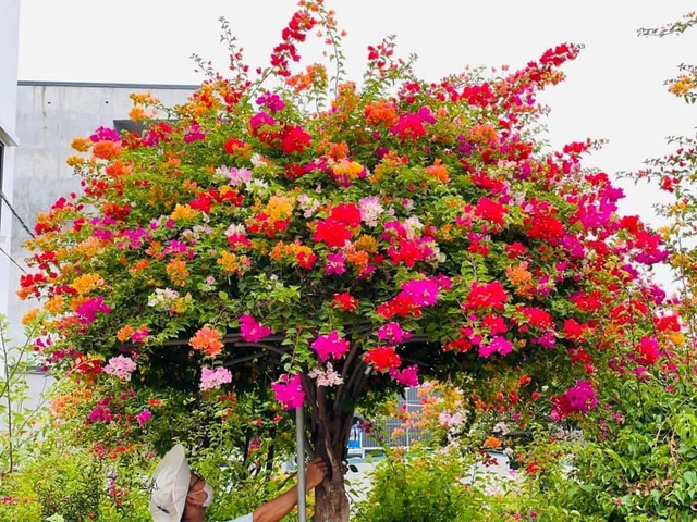 Hoa giấy Thái nhiều màu