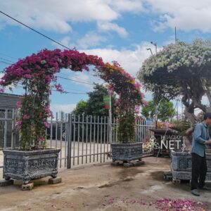 Vòm cổng hoa giấy