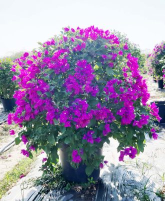 Hoa giấy tím Huế 2